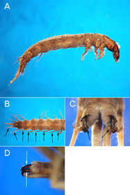 Magaloptera corydalidae
