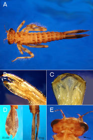 Odonata coenagrionidae