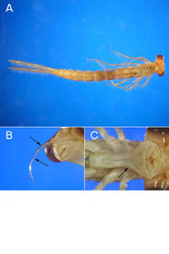 Odonata lestidae