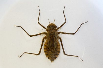 Odonata macromiidae