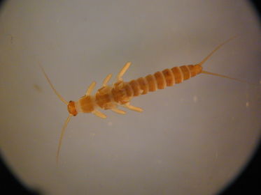 Plecoptera capniidae