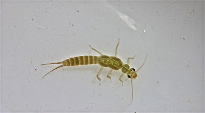Plecoptera chloroperlidae