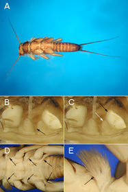 Plecoptera perlidae