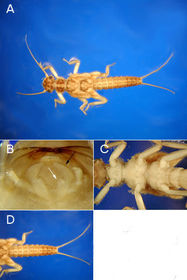 Plecoptera perlodidae