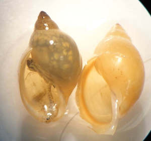 Pulmonata physidae