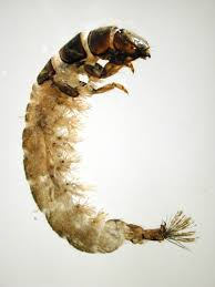 Trichoptera hydropsychidae