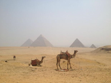 decline The number of tourists to Egypt declined last year due to terrorism.