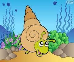 CARACOLA DE MAR