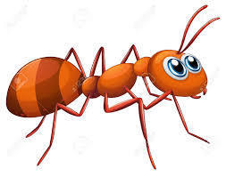 ant (ànt)