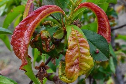 Enfermedad que afecta a los frutales de hueso