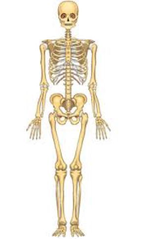 ESTRUCTURAS DE HUESO,MUSCULO,PIEL