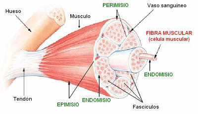 ESTRUCTURAS DE HUESO,MUSCULO,PIEL