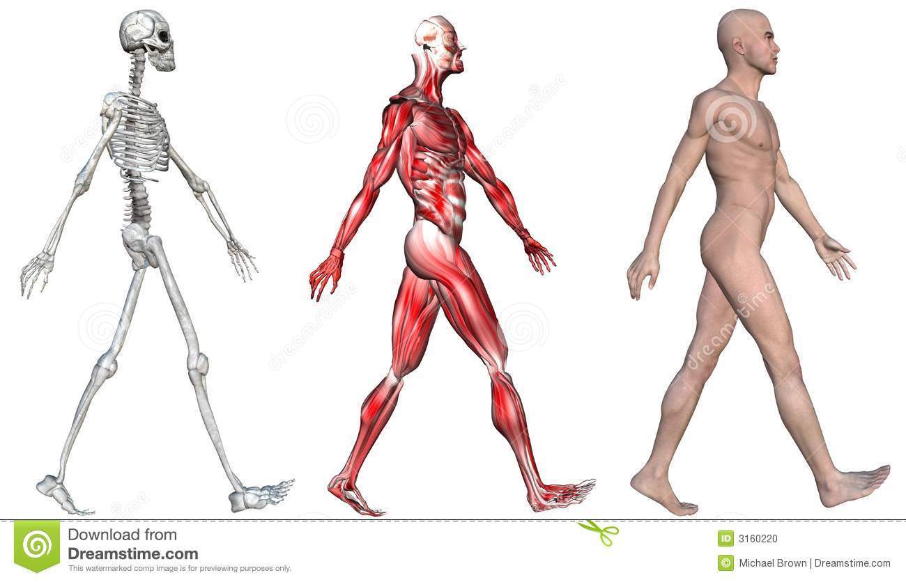 ESTRUCTURAS DE HUESO,MUSCULO,PIEL