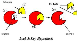 proteins and enzymes
