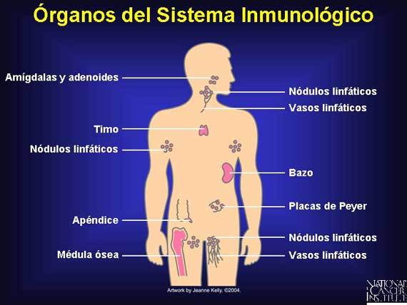Bloque II - Núcleo Temático 1 "Sistema inmunológico y respuesta inmune"