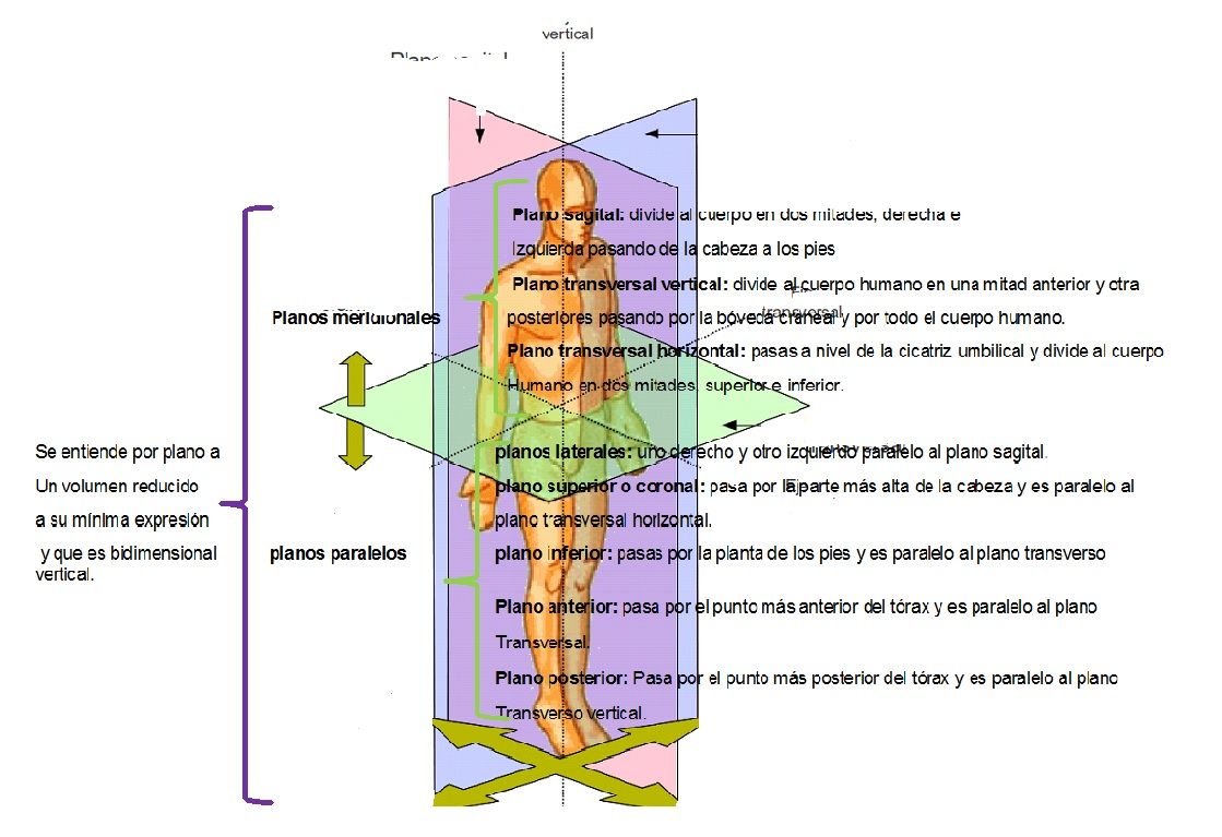 Planos, ejes y cortes del cuerpo humano