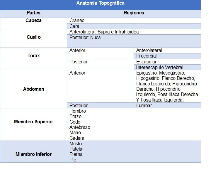 Planos, ejes y cortes del cuerpo humano