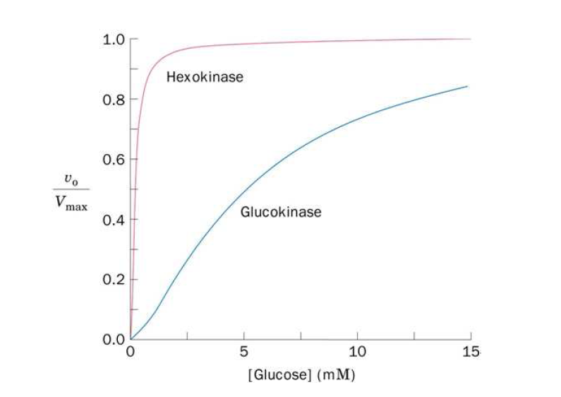 GLUCOQUINASA (Hexoquinasa IV) @profesorjano - creado desde un Mapa Mental