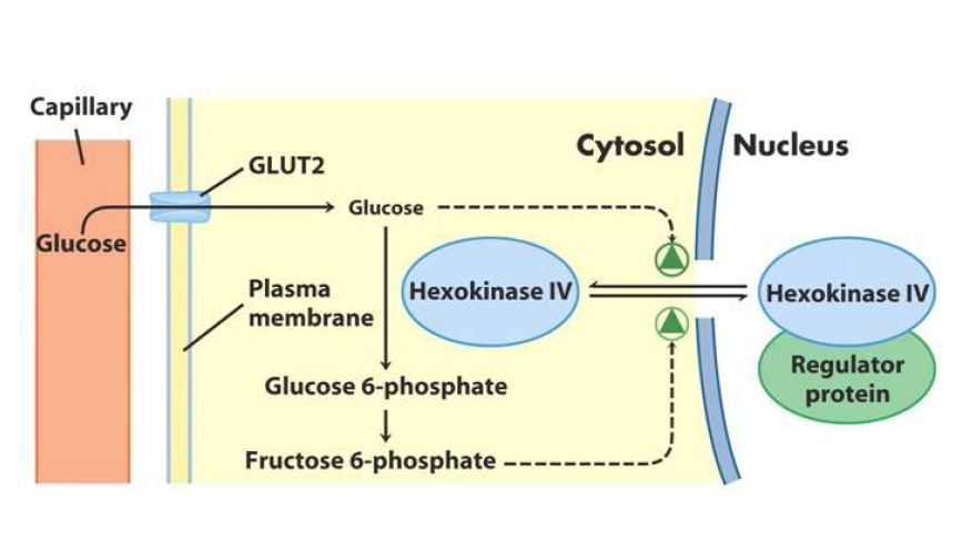 GLUCOQUINASA (Hexoquinasa IV) @profesorjano - creado desde un Mapa Mental