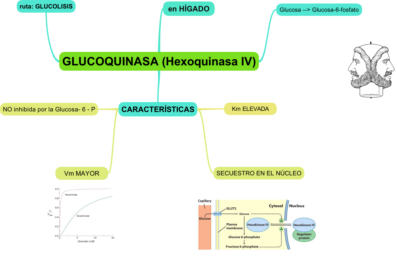 GLUCOQUINASA (Hexoquinasa IV) @profesorjano - creado desde un Mapa Mental