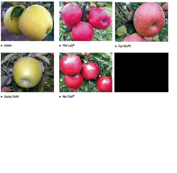 GRUPO ALFA: FRUTAS DULCES.