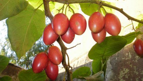 GAMMA- FRUTA SEMIÁCIDAS-EDNA ROCIO SALAZAR ANDRADE