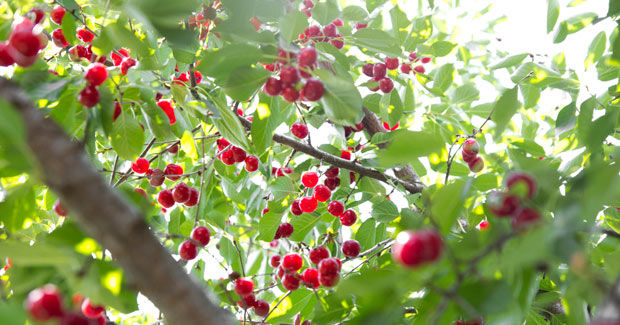 GRUPO ALFA: FRUTAS DULCES.