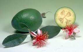 GAMMA- FRUTA SEMIÁCIDAS-EDNA ROCIO SALAZAR ANDRADE
