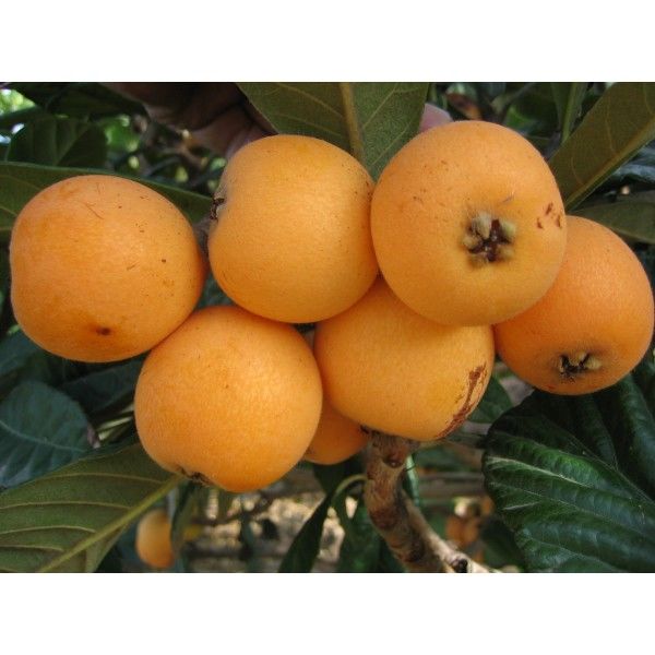 GAMMA- FRUTA SEMIÁCIDAS-EDNA ROCIO SALAZAR ANDRADE