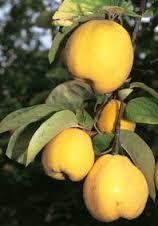 GAMMA- FRUTA SEMIÁCIDAS-EDNA ROCIO SALAZAR ANDRADE