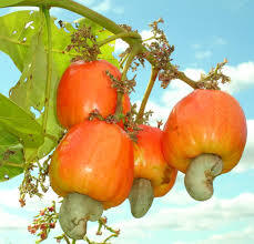 GAMMA- FRUTA SEMIÁCIDAS-EDNA ROCIO SALAZAR ANDRADE