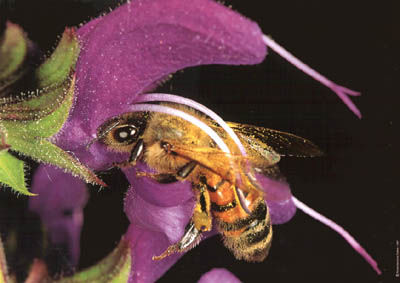 Grupo Alfa PLANTAS AROMÁTICAS >SALVIA< Edna Galindo