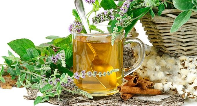 Grupo Alfa PLANTAS AROMÁTICAS >SALVIA< Edna Galindo