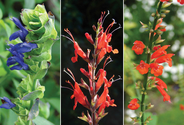 Grupo Alfa PLANTAS AROMÁTICAS >SALVIA< Edna Galindo