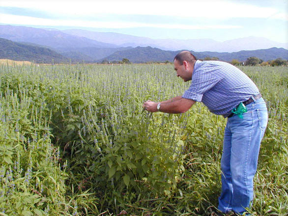 Grupo Alfa PLANTAS AROMÁTICAS >SALVIA< Edna Galindo