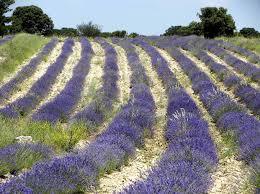 Grupo Alfa PLANTAS AROMÁTICAS >SALVIA< Edna Galindo