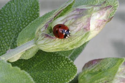Grupo Alfa PLANTAS AROMÁTICAS >SALVIA< Edna Galindo