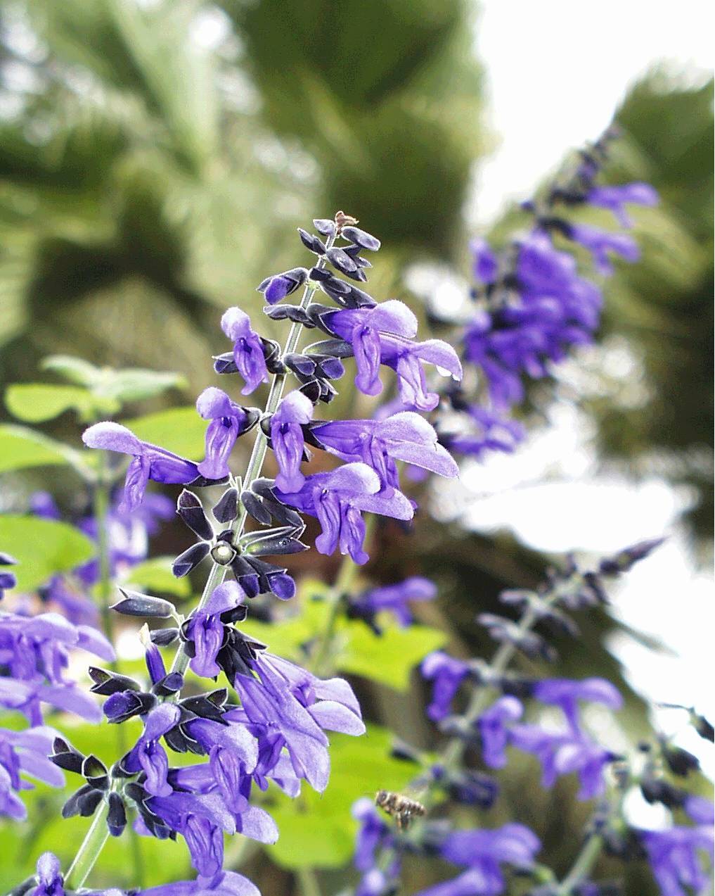 Grupo Alfa PLANTAS AROMÁTICAS >SALVIA< Edna Galindo