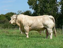 raza bovina ---charolesa---- agropecuaria---alfa