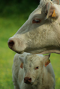 raza bovina ---charolesa---- agropecuaria---alfa
