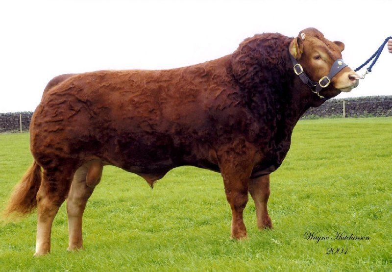grupo alfa- GANADO BOVINO- LA LIMOUSIN- CARMEN HERMANN
