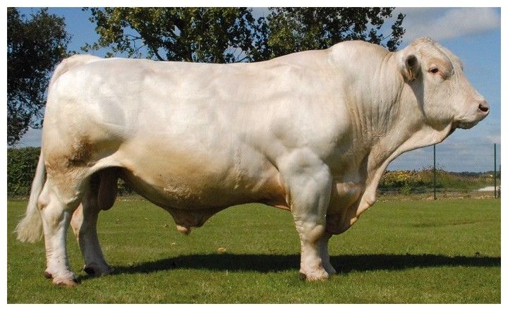 raza bovina ---charolesa---- agropecuaria---alfa