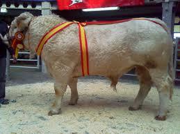 raza bovina ---charolesa---- agropecuaria---alfa
