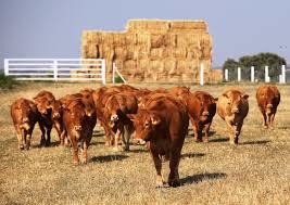 grupo alfa- GANADO BOVINO- LA LIMOUSIN- CARMEN HERMANN