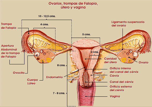 ANATOMIA DEL SISTEMA REPRODUCTOR (FEMENINO,MASCULINO)