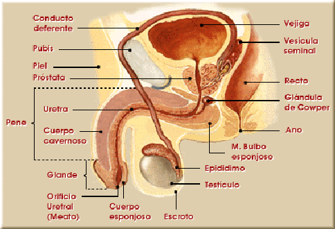 Anatomía del aparato reproductor masculino y femenino