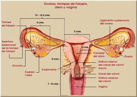 Anatomía del aparato reproductor masculino y femenino