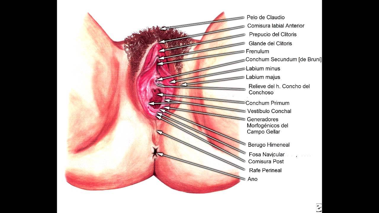 Anatomía del aparato reproductor masculino y femenino