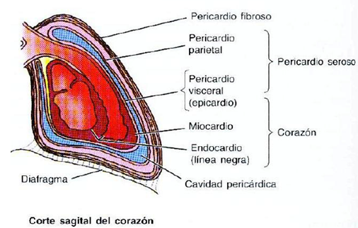 Cavidad torácica, mediastino y pericardio