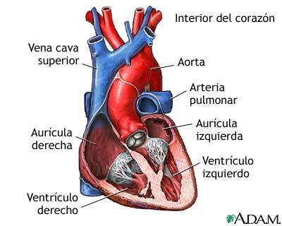 Configuración externa del corazón